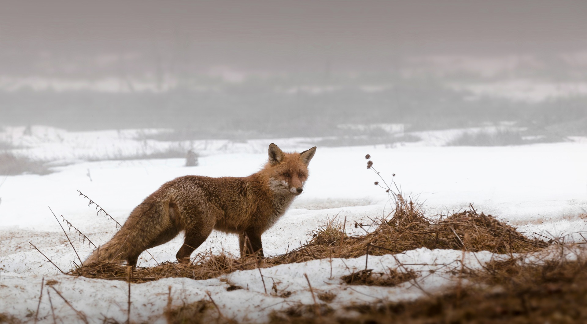fox-4101341_1920