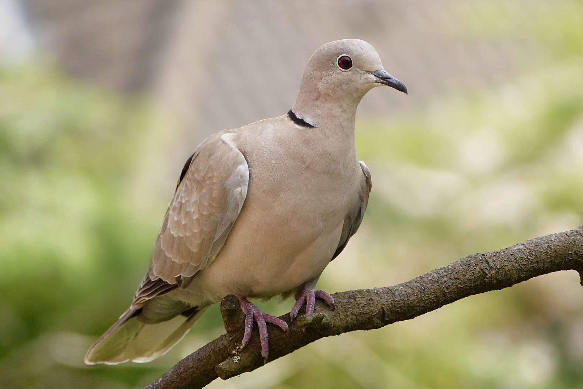 animal-4778532_1920