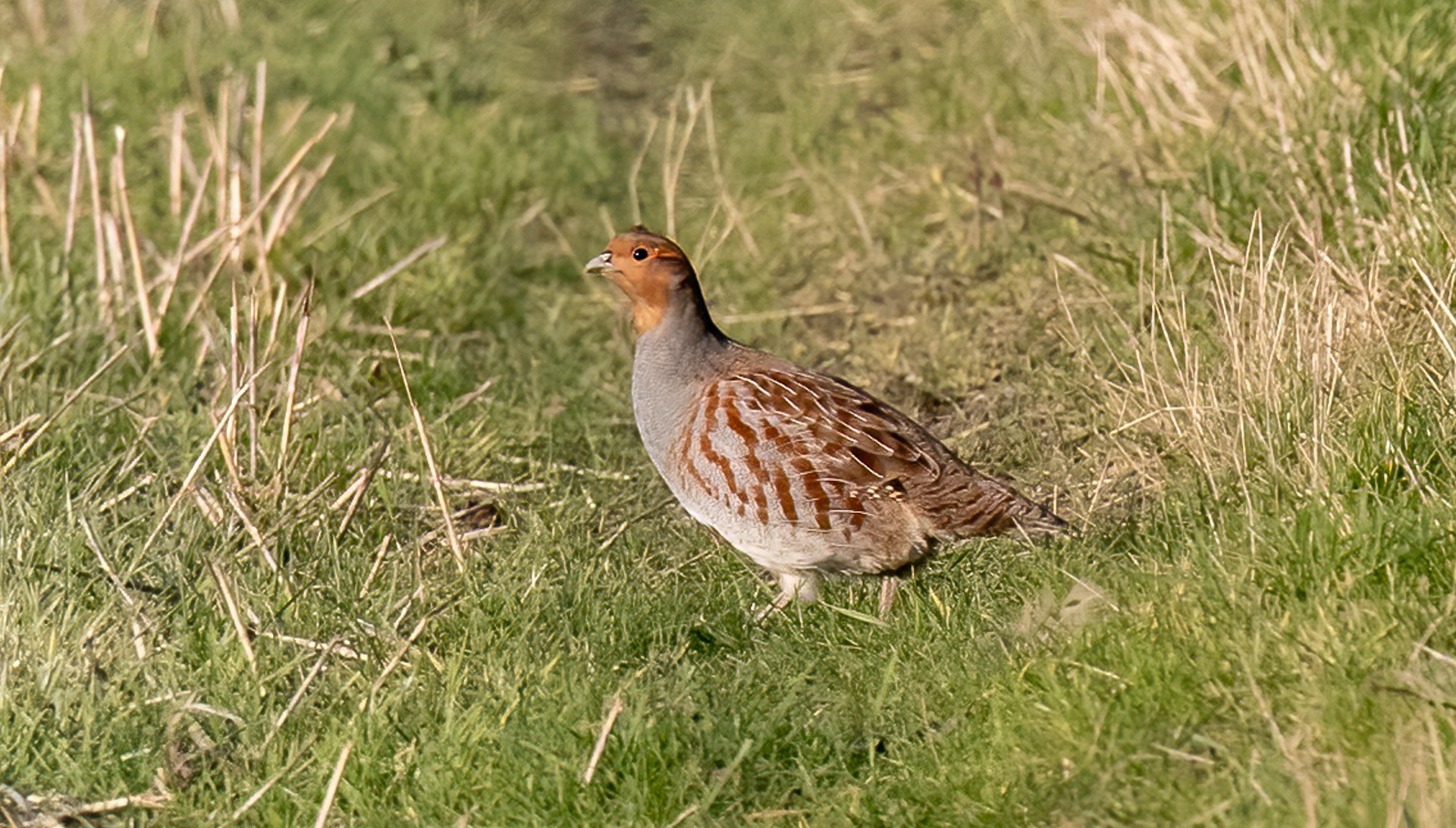 partridge-6986168_1920 (1)