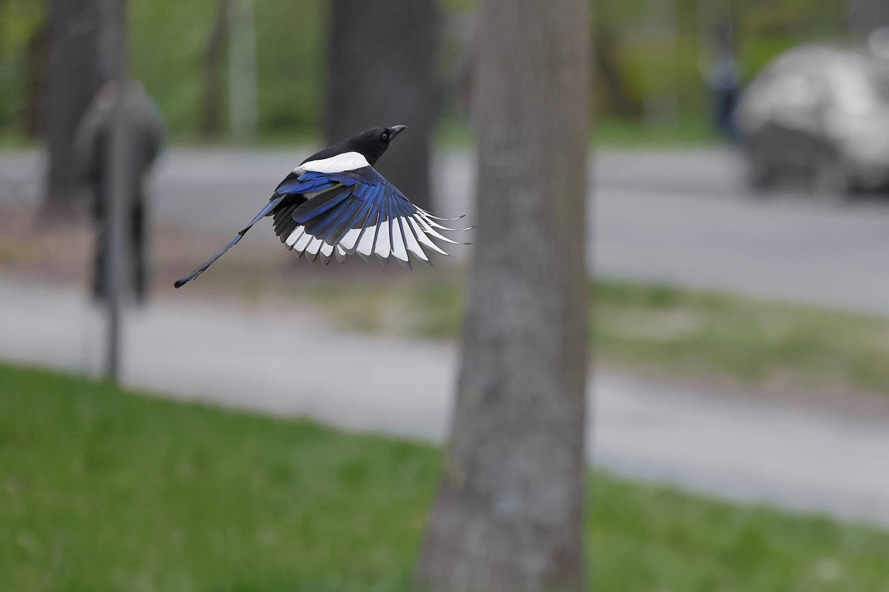 bird-7172690_1280