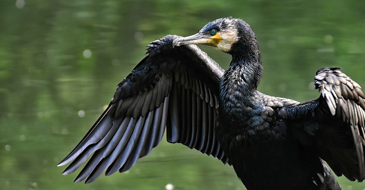 cormorant-3721174_1280