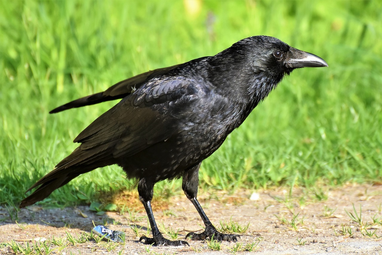 crow-3448199_1280